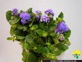 Ageratum Top Blue